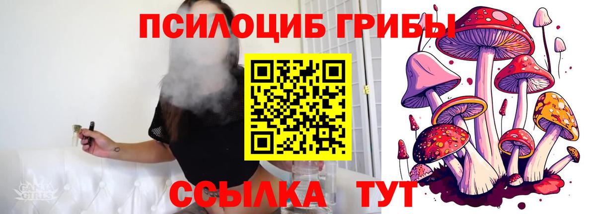 Галлюциногенные грибы Psilocybe Саянск